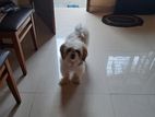 Shihtzu Crossing