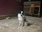 Lion Pomaneriyan Dog for Crosing