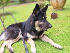 German Shepherd For Crossing