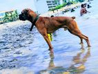 Boxer Dog for Crossing