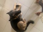 German Shepherd Dog for Crossing