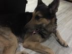 German Shepherd Dog for Crossing