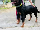 Rottweiler Dog for Crossing