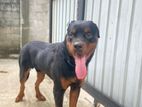 Rottweiler Dog