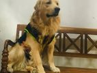 Golden Retriever For Crossing