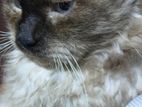 Himalayan Male Cat for Crossing