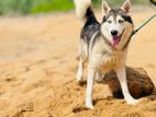 Siberian Husky for Crossing