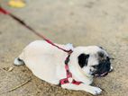 Pug Male for Crossing