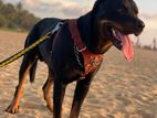 Rottweiler Dog for Crossing