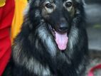 German Shepherd Long Coat Male Dog For Crossing