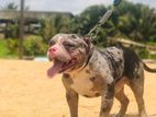 American Bully For Crossing Male Dog