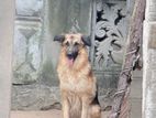 For Crossing Need Female Dog