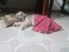 Shih Tzu for Crossing