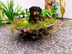Dachshund for Crossing