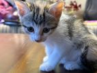 Kitten for Kind Home