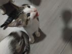 Cats for Kind Home