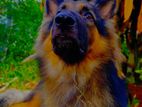 For German Shepherd Crossbreeding
