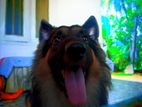 German Shepherd Crossbreeding