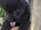 Pomeranian Puppy