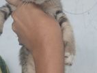 Kitten for Kind Home