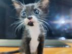 Cat for Kind Home