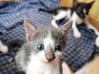Cat for Kind Home