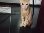 Cat for Kind Home