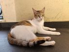 Cat for Kind Home