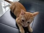 Cat for Kind Home