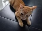 Kitten for Kind Home