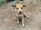 Dog for Kind Home