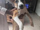 Dog for Kind Home