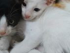 Kittens for a kind home