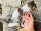 Cat for Kind Home