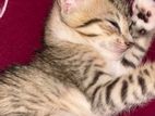 Kittens for Kind Home