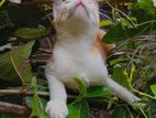 Cat for Kind Home