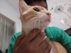 Cat for Kind Home