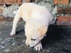 Dog for Kind Home