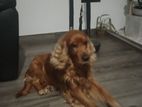Cocker Spaniel for Crossing