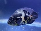 Oscar Fish