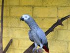 African Gray Pair