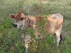 Farm Cow