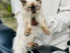 Himalayan Cat