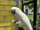 Citron Crested Cockatoo