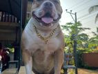American Bully Male Dog for Crossing