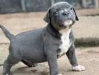 American Bully Puppies