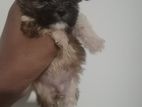Shih Tzu Puppies
