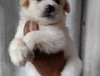 Pomeranian Puppies