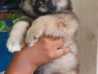 Pomeranian Puppies