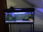 Fish Tank with Accessories